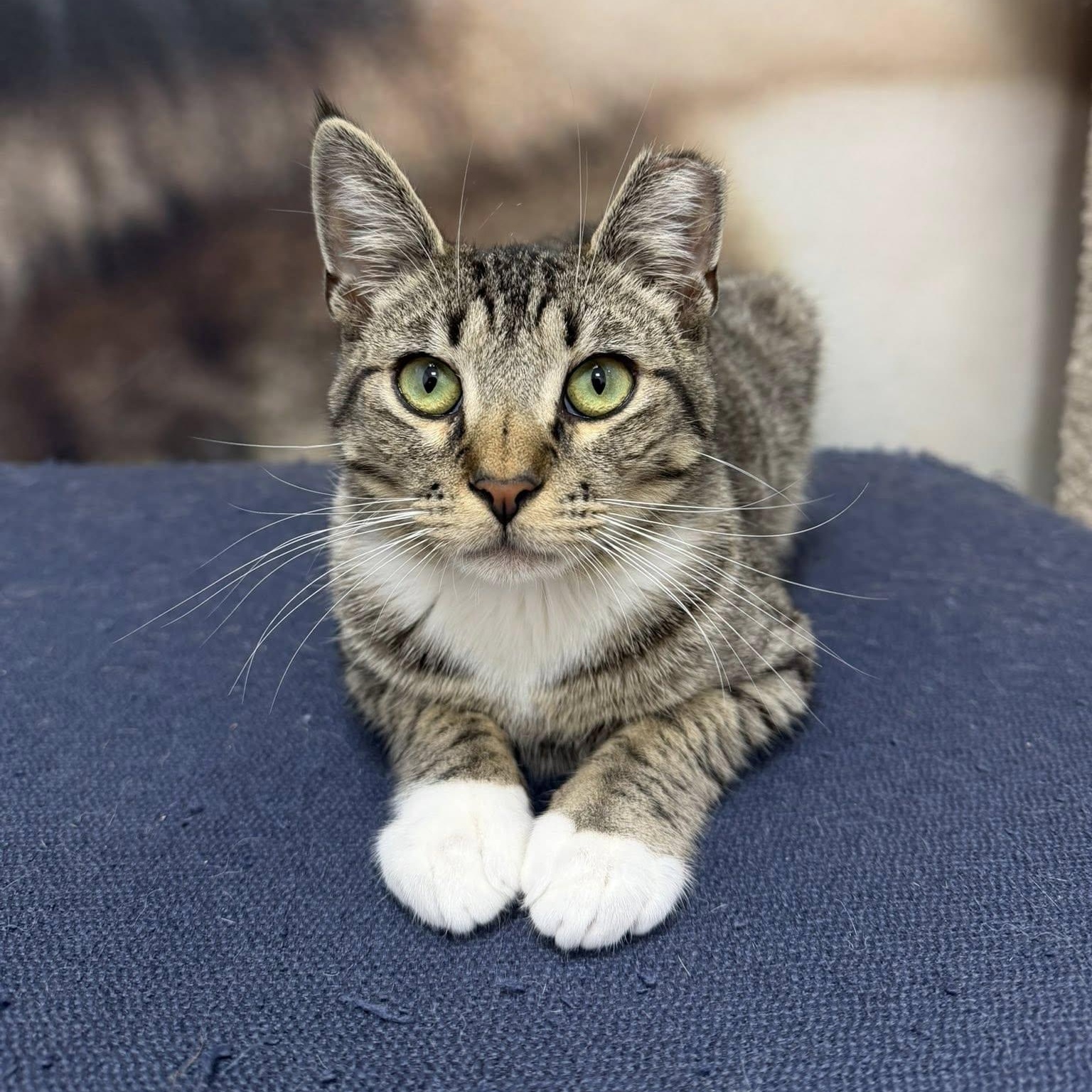 Flipper, ADOPTABLE, Kitten Male Domestic Short Hair.