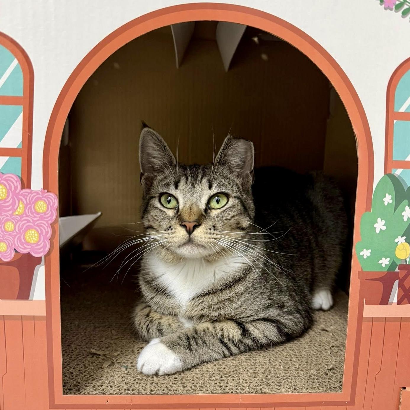 Enlarge Flipper, a ADOPTABLE Domestic Short Hair in Apex, NC image 2/6