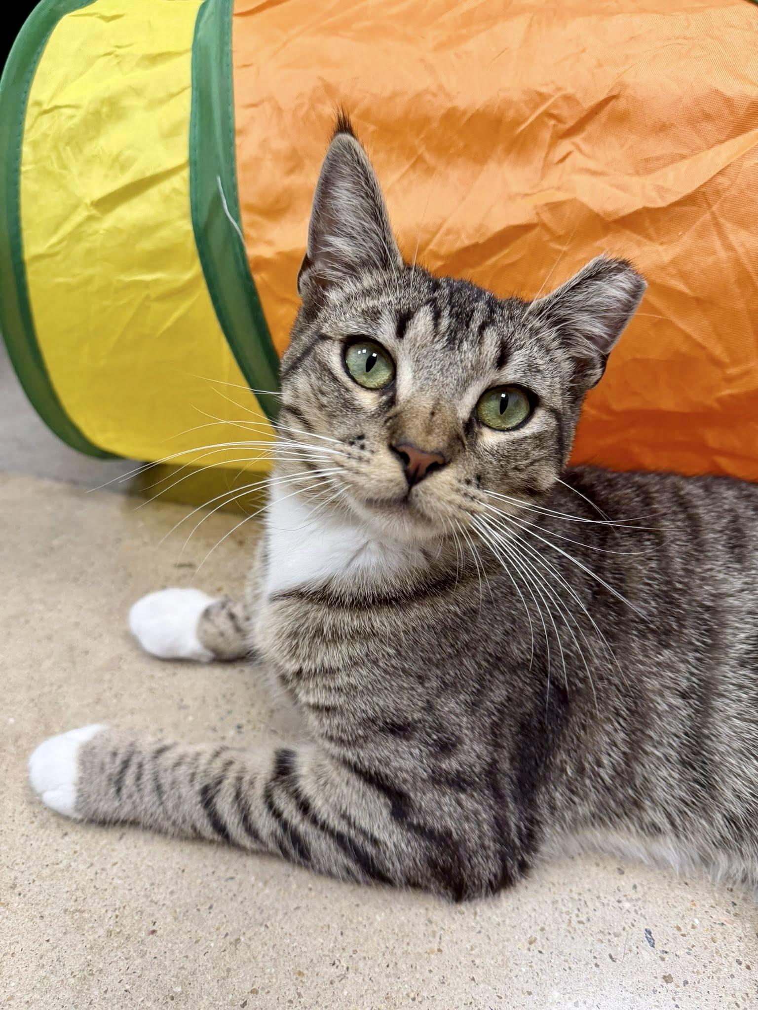 Enlarge Flipper, a ADOPTABLE Domestic Short Hair in Apex, NC image 6/6