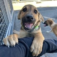 Enlarge Latte , a ADOPTABLE mixed breed in Bernalillo, NM image 2/3