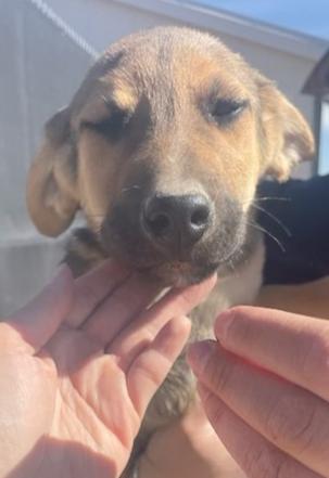 Enlarge Latte , a ADOPTABLE mixed breed in Bernalillo, NM image 3/3