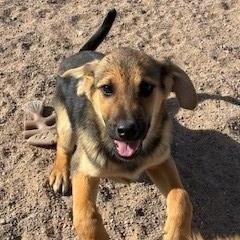 Enlarge Latte , a ADOPTABLE mixed breed in Bernalillo, NM image 1/3