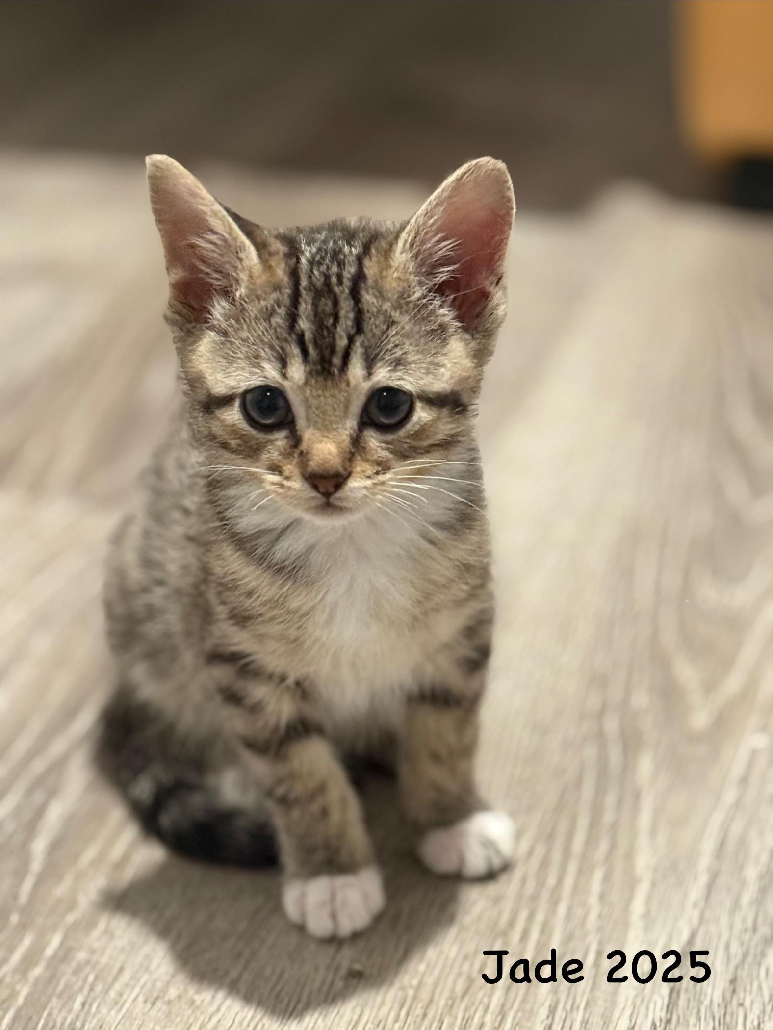 Jade, ADOPTABLE, Kitten Female Domestic Short Hair.