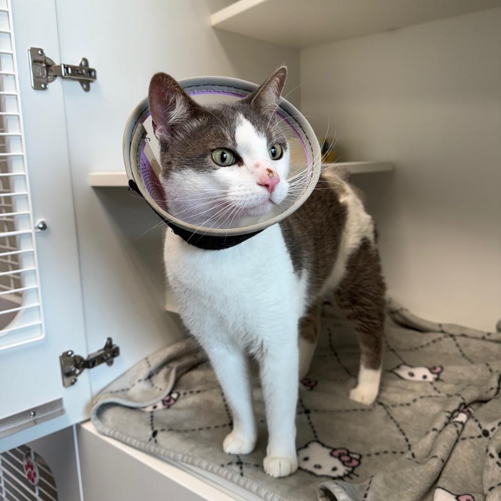 Charlie, Adoptable, Senior Male Domestic Short Hair.