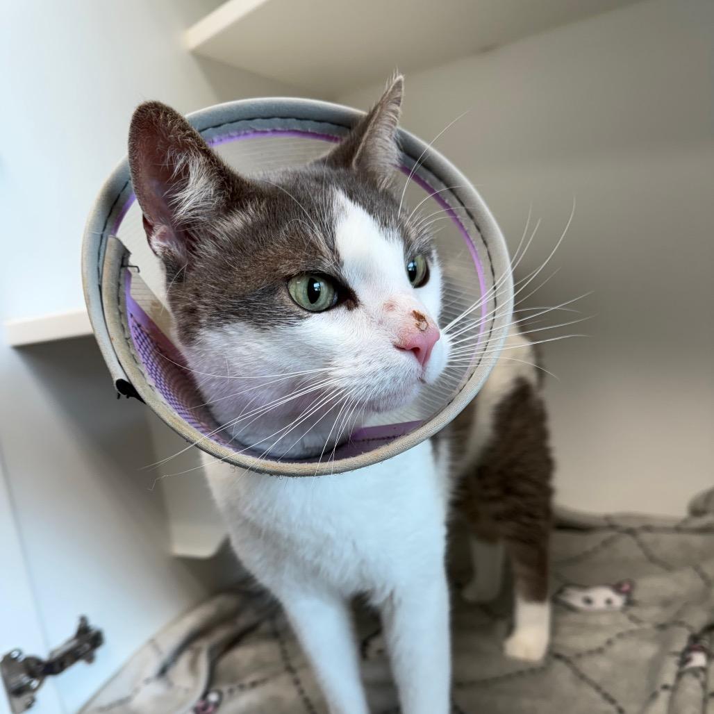 Enlarge Charlie, a Adoptable Domestic Short Hair in Port Richey, FL image 2/3