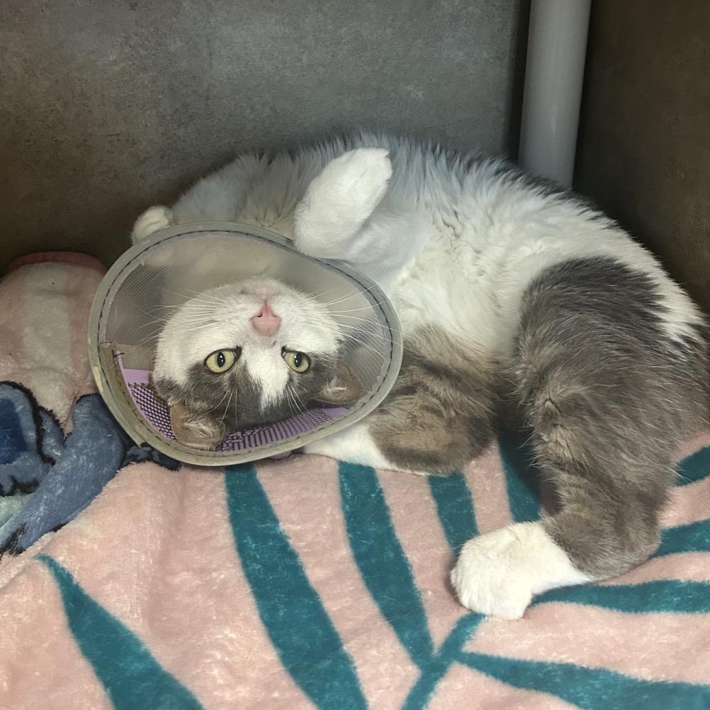Enlarge Charlie, a Adoptable Domestic Short Hair in Port Richey, FL image 3/3