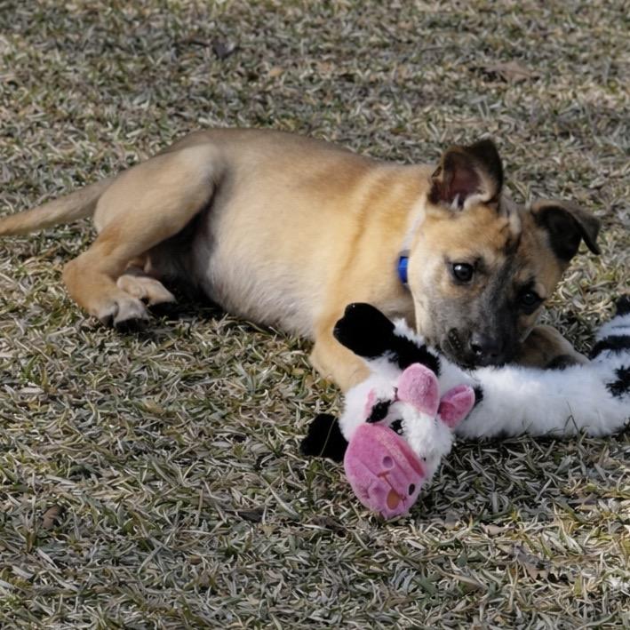 Kirby, Adoptable, Puppy Male Black Mouth Cur & Labrador Retriever.