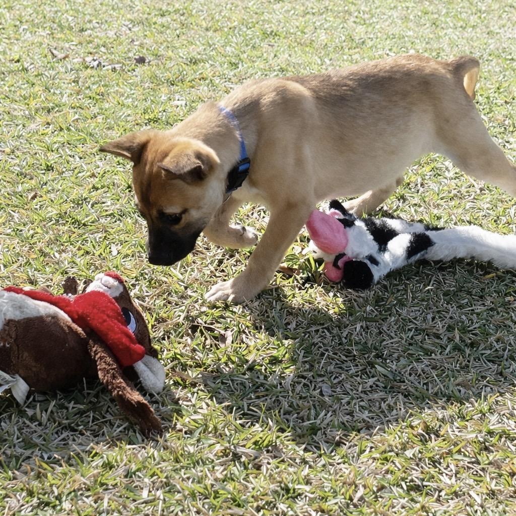 Enlarge Kirby, a Adoptable mixed breed in Oakdale, LA image 2/3