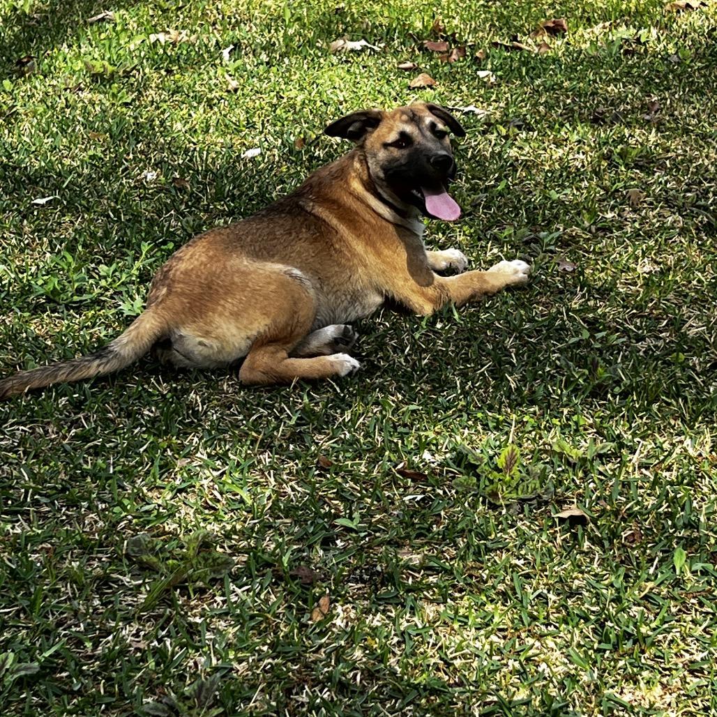 Kirby, Adoptable, Puppy Male Black Mouth Cur & Labrador Retriever.