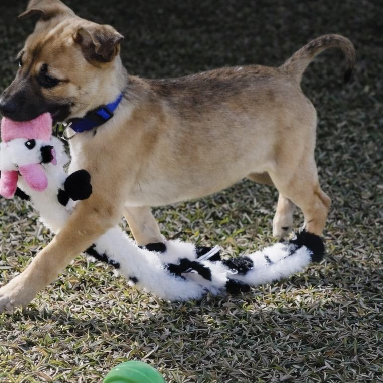 Enlarge Kirby, a Adoptable mixed breed in Oakdale, LA image 3/3
