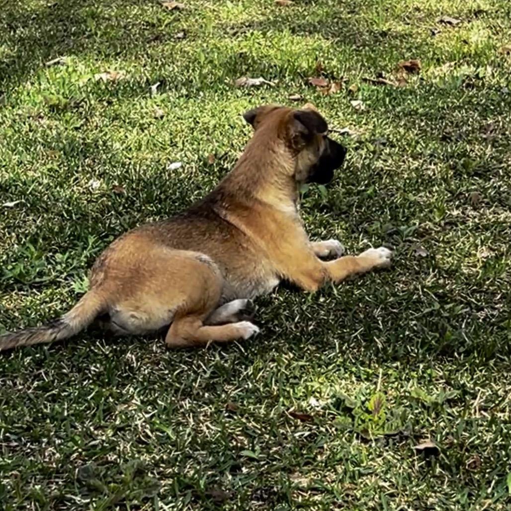 Enlarge Kirby, a Adoptable mixed breed in Oakdale, LA image 2/2