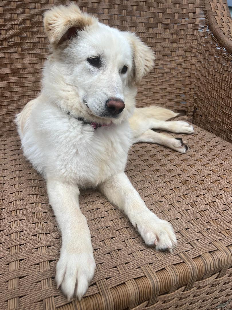 Enlarge Dove, a ADOPTABLE mixed breed in Battle Creek, MI image 3/4