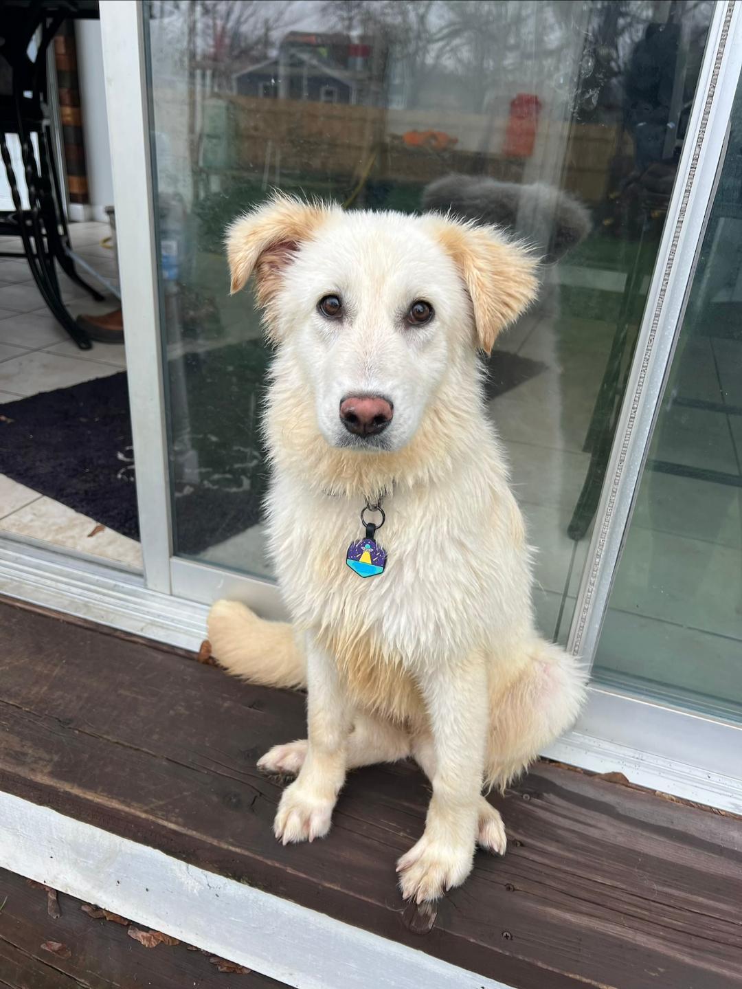 Dove, ADOPTABLE, Puppy Female Great Pyrenees & Retriever.