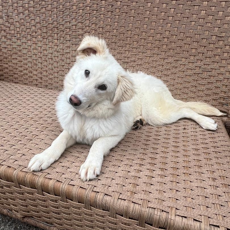 Enlarge Dove, a ADOPTABLE mixed breed in Battle Creek, MI image 2/4