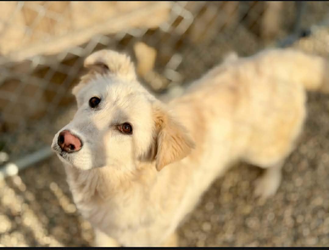 Enlarge Dove, a ADOPTABLE mixed breed in Battle Creek, MI image 4/4