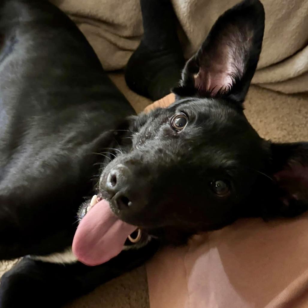 Delilah, a Adoptable Mixed Breed in Redwood Valley, CA image 1/6