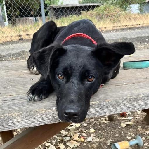 Delilah, a Adoptable Mixed Breed in Redwood Valley, CA image 2/6