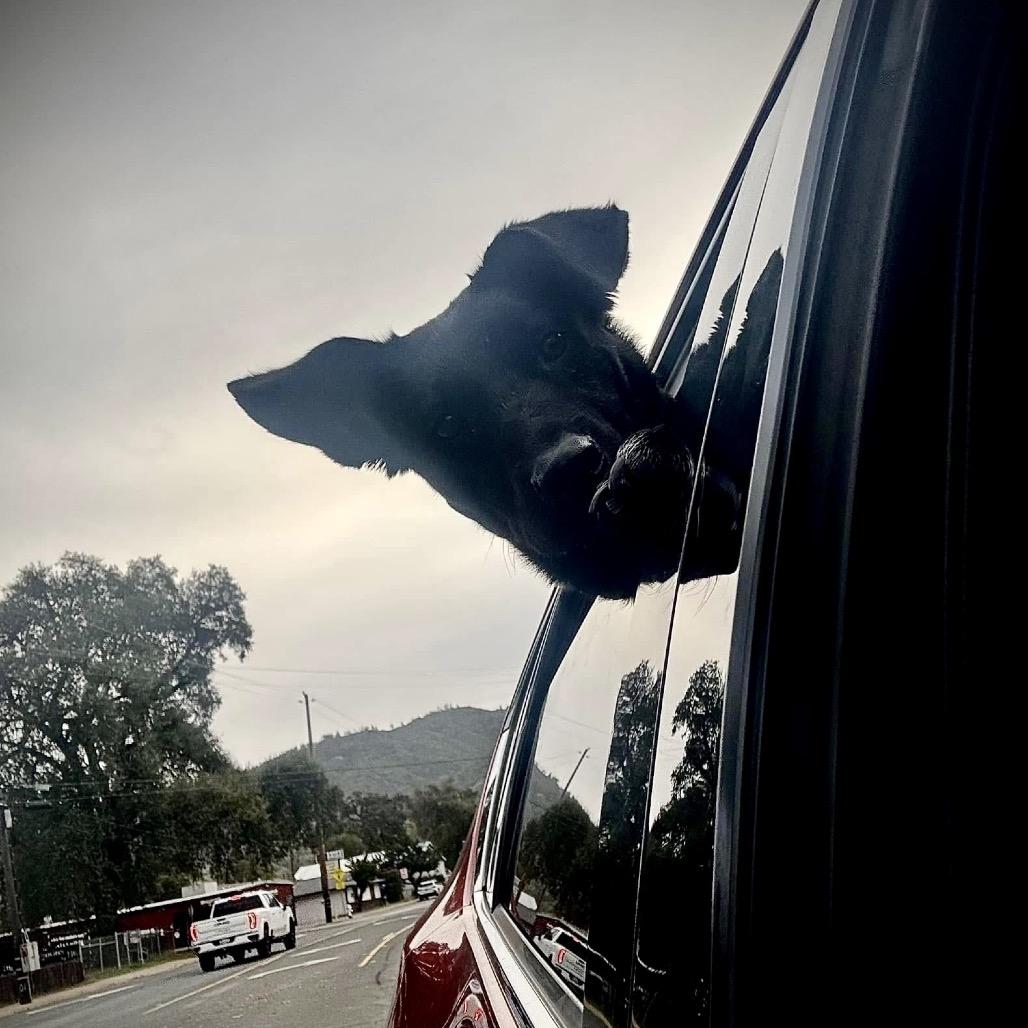 Delilah, a Adoptable Mixed Breed in Redwood Valley, CA image 3/6