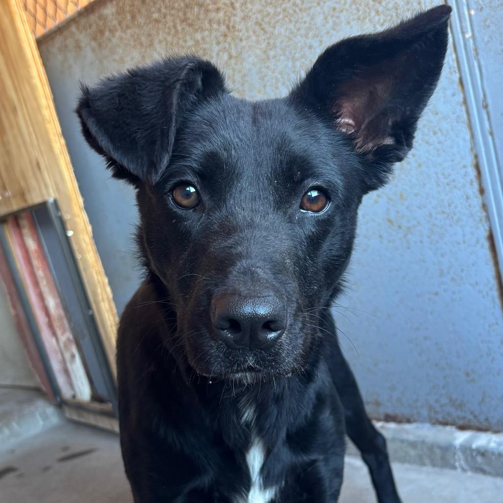 Delilah, a Adoptable Mixed Breed in Redwood Valley, CA image 4/6