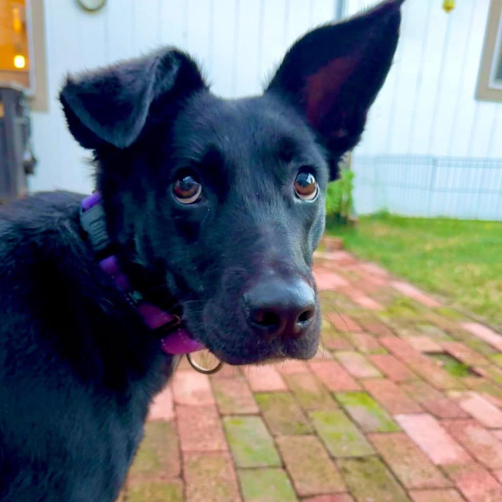 Delilah, a Adoptable Mixed Breed in Redwood Valley, CA image 5/6