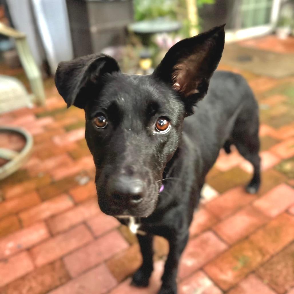 Delilah, a Adoptable Mixed Breed in Redwood Valley, CA image 6/6