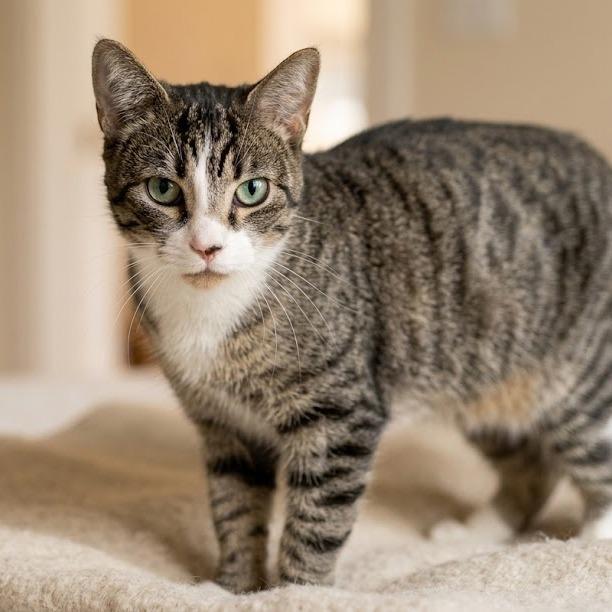 Dumplin, Adoptable, Young Female Domestic Short Hair.