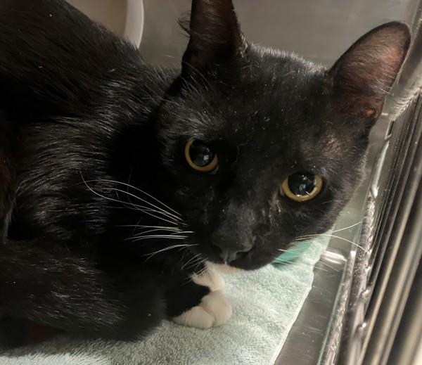 Boots And Crocs, Adoptable, Adult Male Domestic Short Hair.