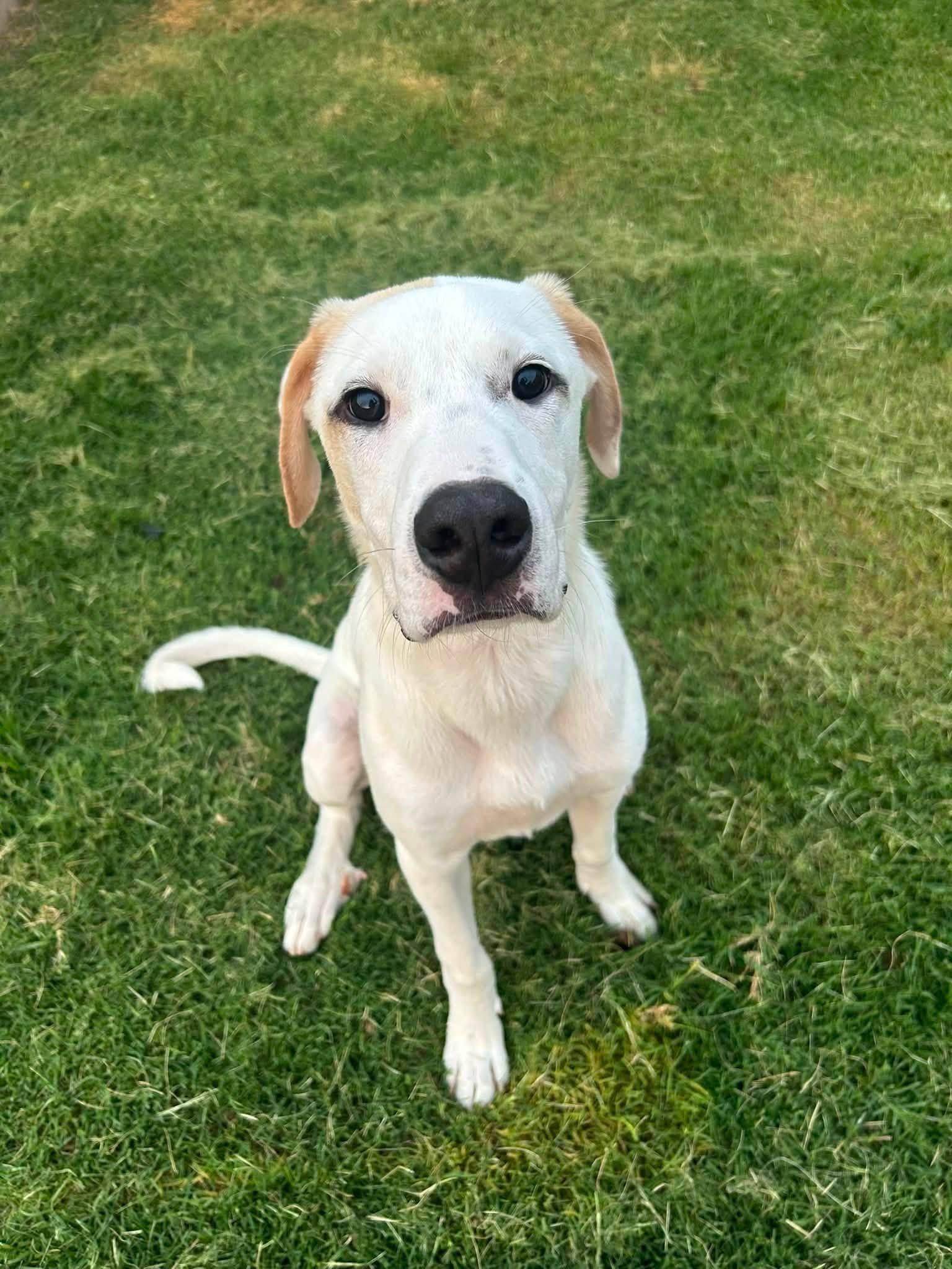 Koda, ADOPTABLE, Young Female Great Pyrenees.