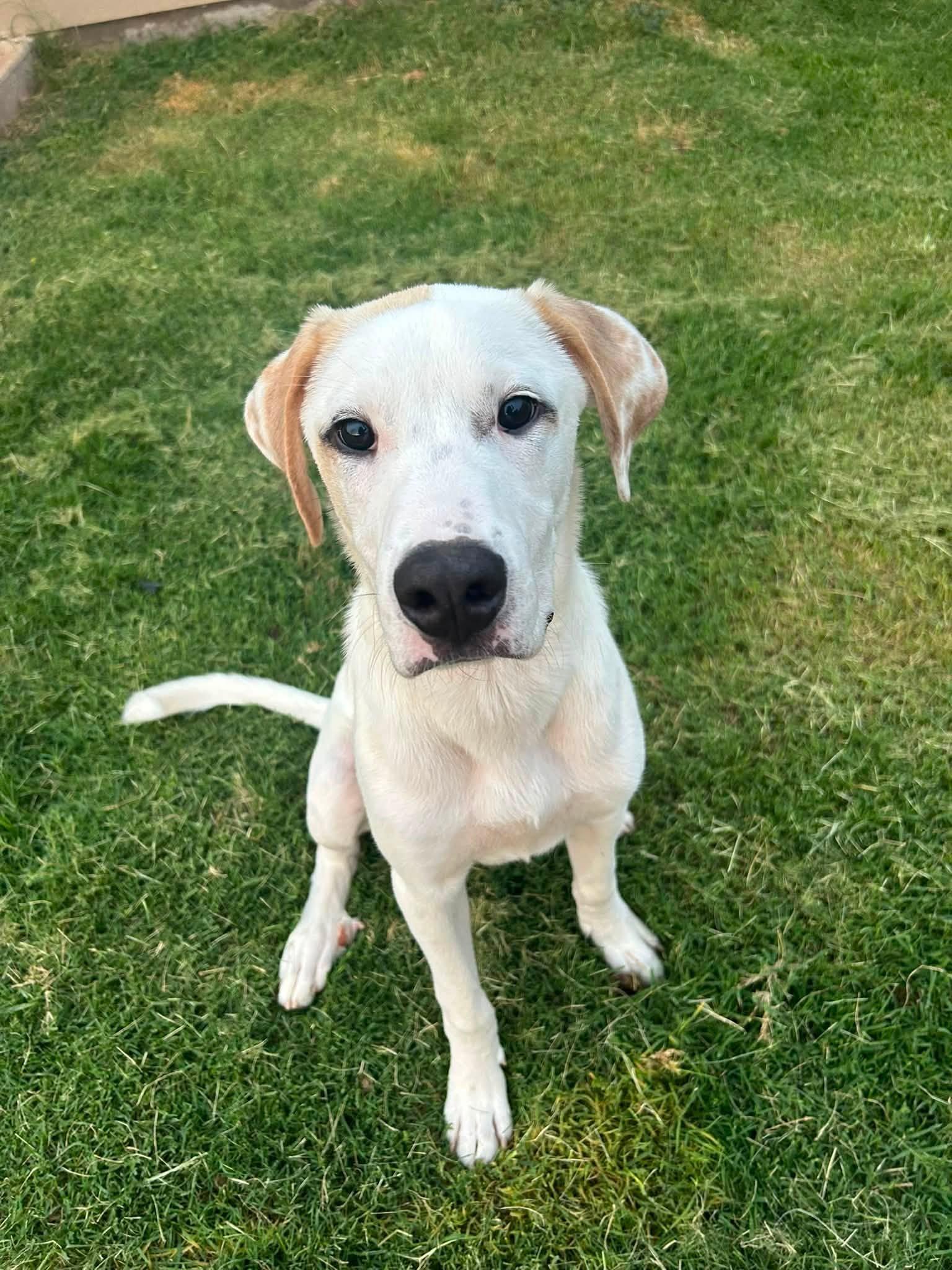 Koda, a ADOPTABLE mixed breed in Chickasha, OK image 2/2
