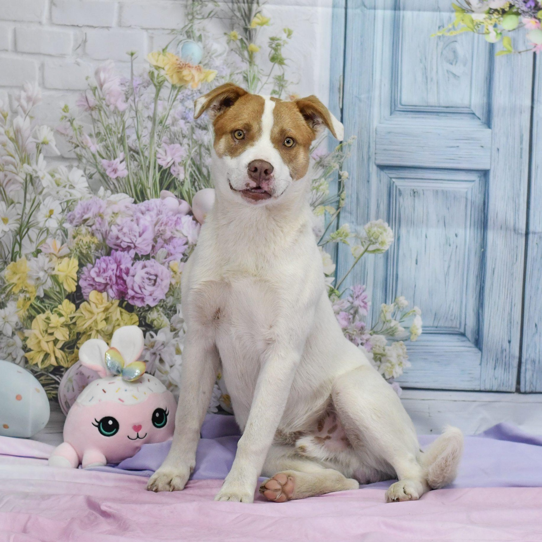 Enlarge Hugh, an adopted Mixed Breed in Defuniak Springs, FL image 1/1