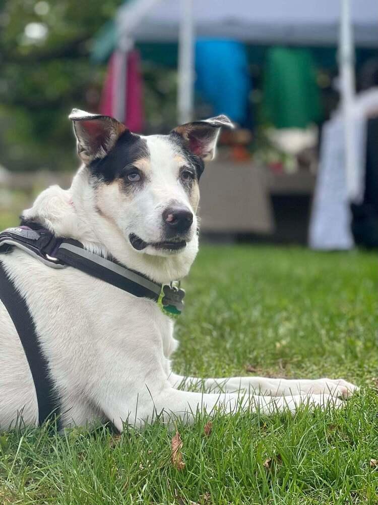 Enlarge Chickpea (FKA Patty Melt), a Adoptable mixed breed in Grove City, OH image 1/4