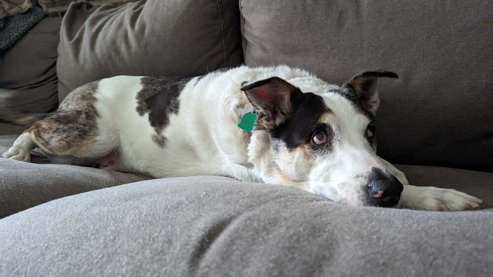 Enlarge Chickpea (FKA Patty Melt), a Adoptable mixed breed in Grove City, OH image 2/4