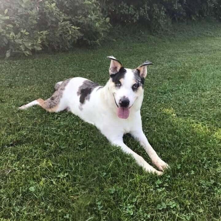 Enlarge Chickpea (FKA Patty Melt), a Adoptable mixed breed in Grove City, OH image 3/4
