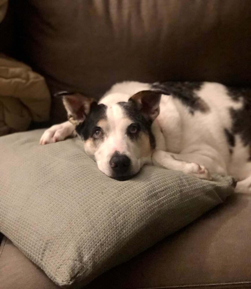 Chickpea (FKA Patty Melt) — thumbnail 4