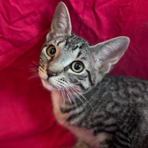 Enlarge Corvair, a Adoptable Domestic Short Hair in Toms River, NJ image 1/5