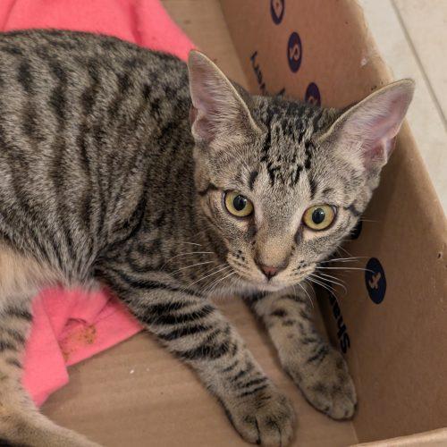 Enlarge Corvair, a Adoptable Domestic Short Hair in Toms River, NJ image 2/5