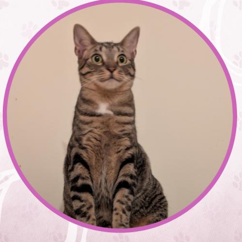 Enlarge Corvair, a Adoptable Domestic Short Hair in Toms River, NJ image 2/6