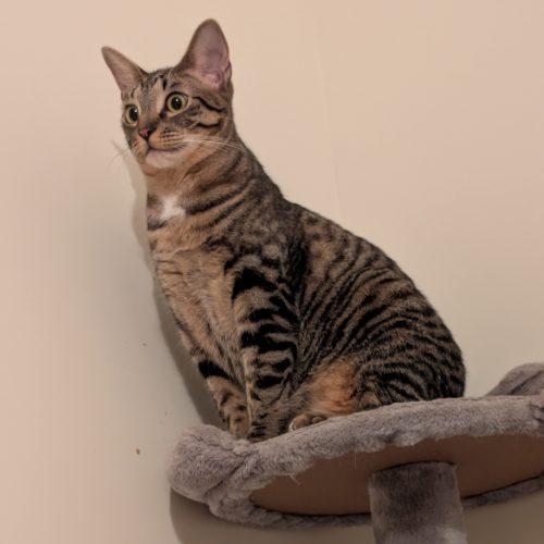 Enlarge Corvair, a Adoptable Domestic Short Hair in Toms River, NJ image 3/6