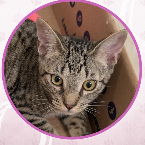 Enlarge Corvair, a Adoptable Domestic Short Hair in Toms River, NJ image 3/5