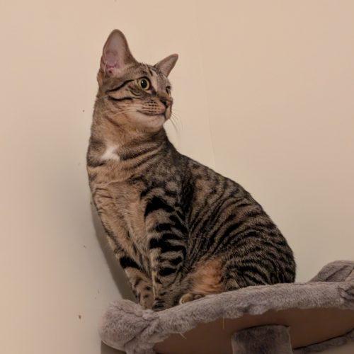 Enlarge Corvair, a Adoptable Domestic Short Hair in Toms River, NJ image 5/6