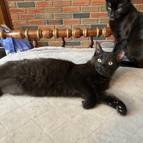 Enlarge Stout *bonded with Guinness*, an adopted Domestic Short Hair in Scarborough, ON image 3/3