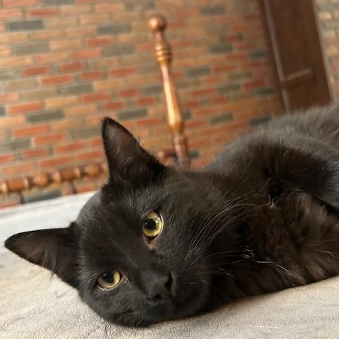 Enlarge Stout *bonded with Guinness*, an adopted Domestic Short Hair in Scarborough, ON image 2/3