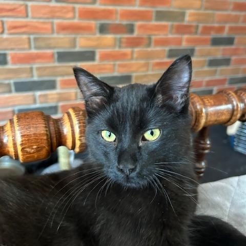 Enlarge Stout *bonded with Guinness*, an adopted Domestic Short Hair in Scarborough, ON image 1/3