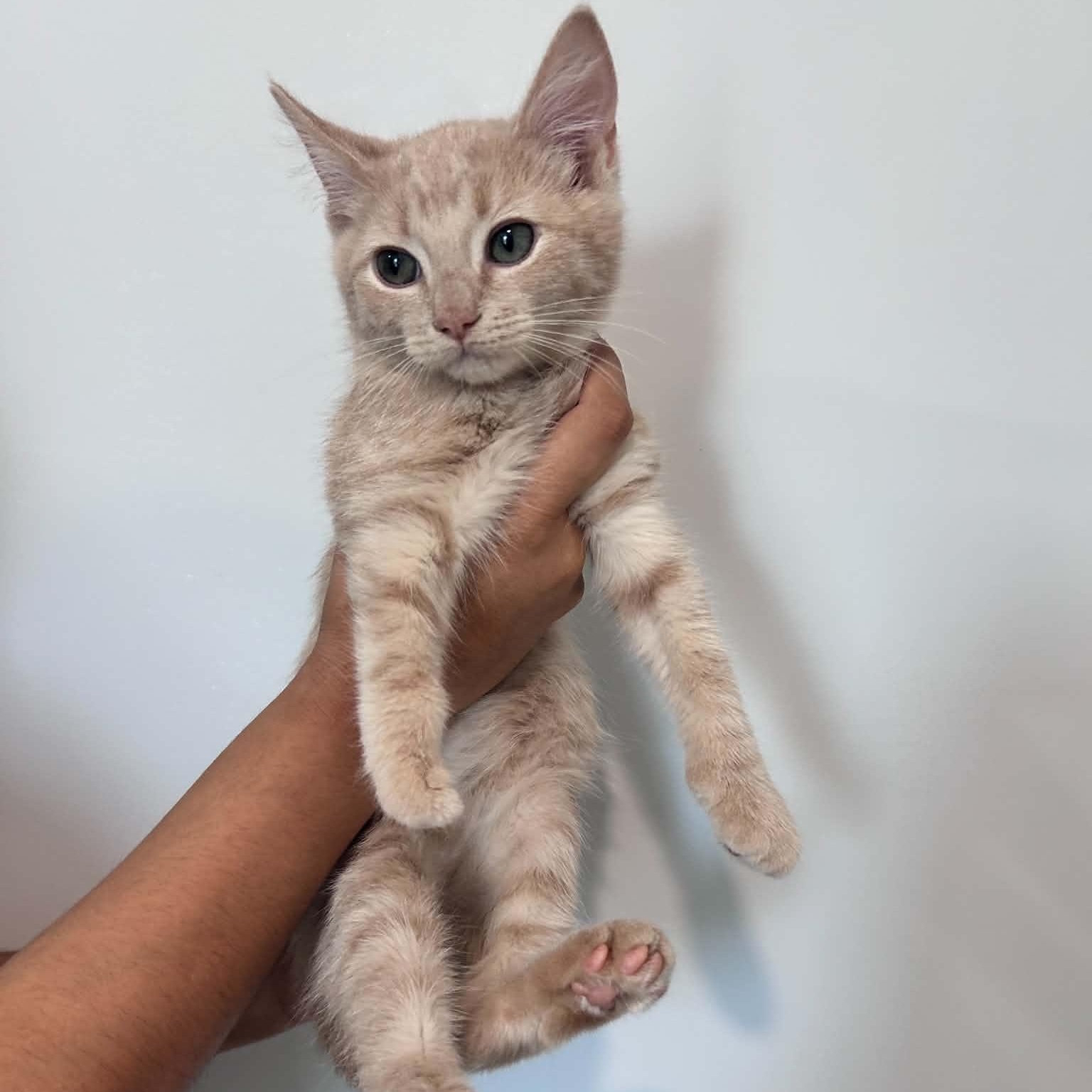 Enlarge Dallas, an adopted American Shorthair in Danbury, CT image 2/2