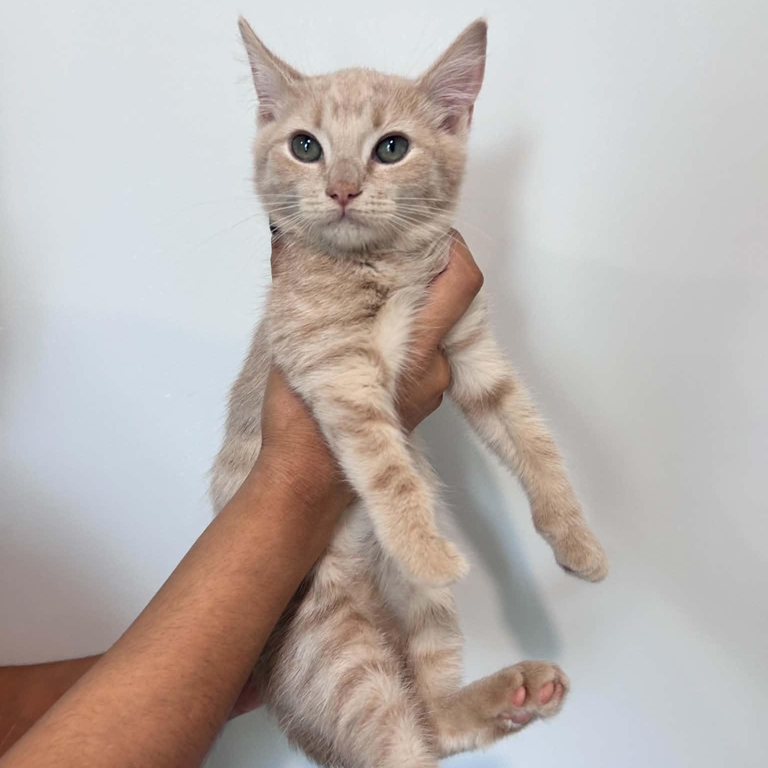 Enlarge Dallas, an adopted American Shorthair in Danbury, CT image 1/2