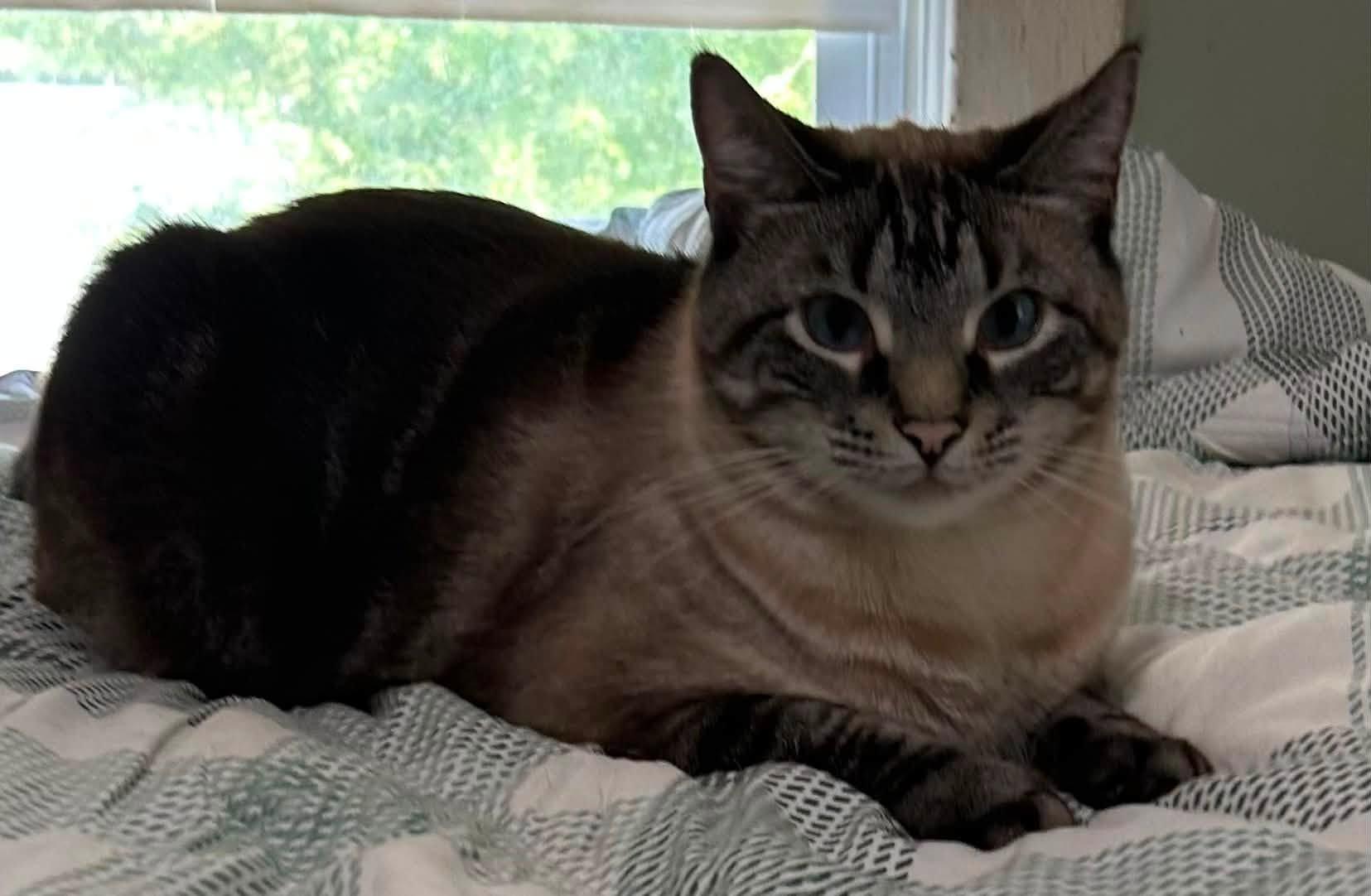 Enlarge Toby and Momma, a Adoptable Siamese in Middletown, NJ image 2/3
