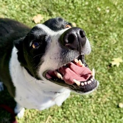 Koda