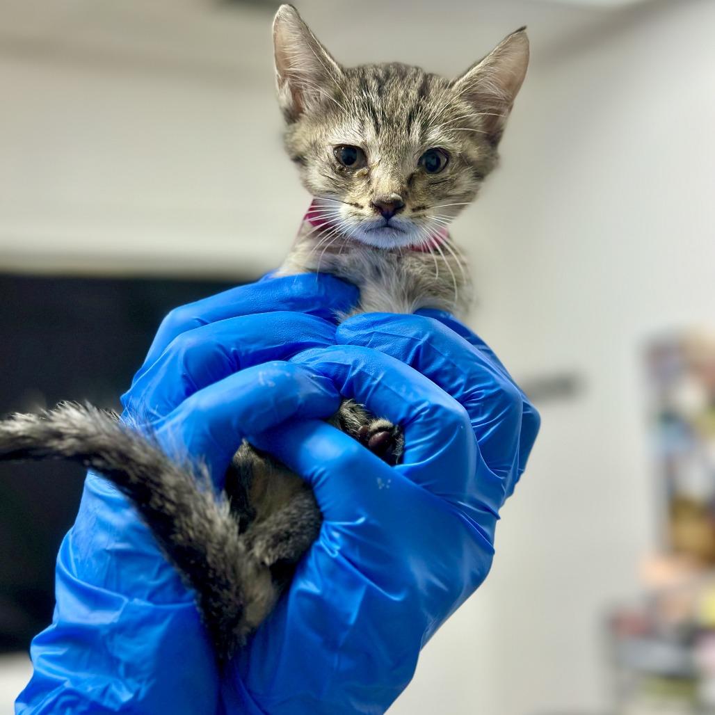Prusik, a Adoptable Domestic Short Hair in Incline Village, NV image 2/2