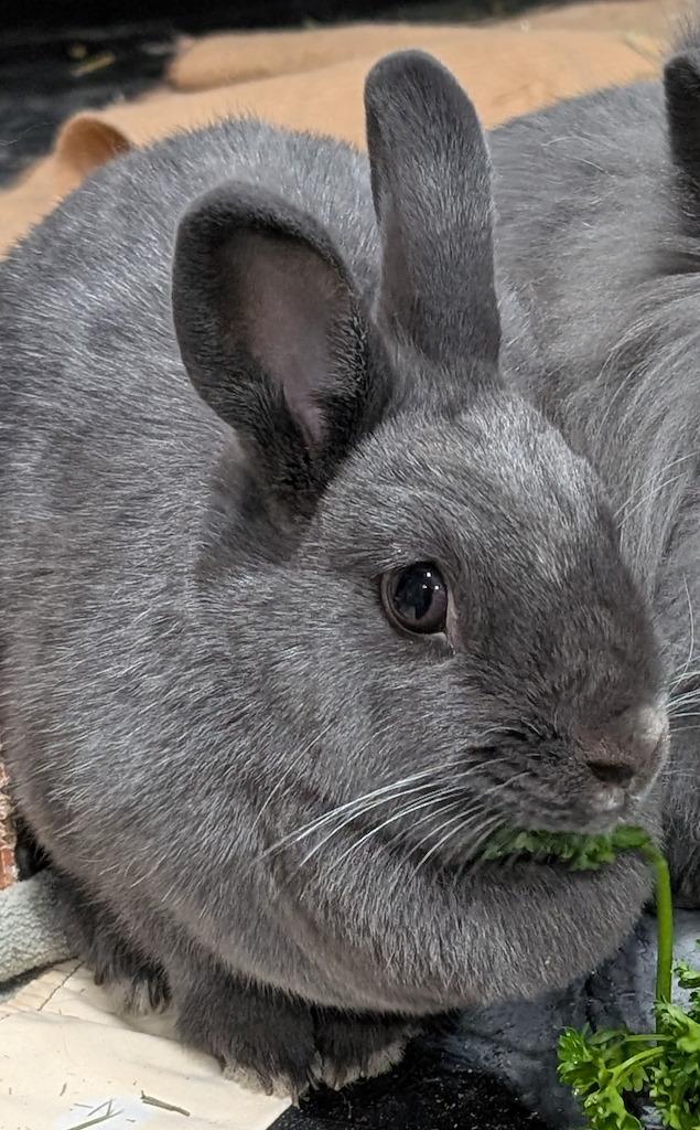 Minnie, ADOPTABLE, Adult Female Lionhead.
