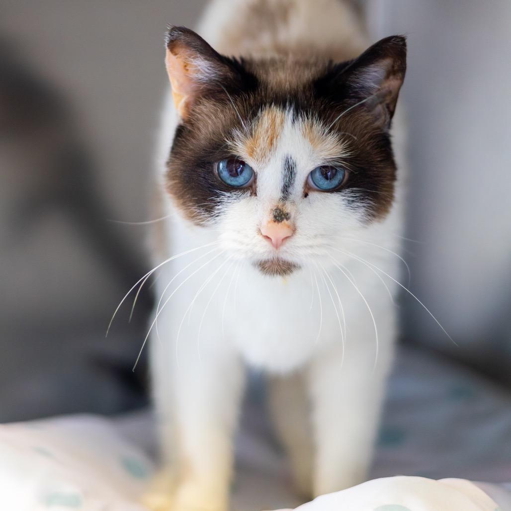 Lucy, a Adoptable Domestic Short Hair in Wilmington, DE image 1/4